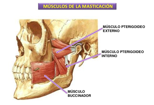 musculos masticación masajes león