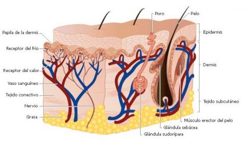 epidermis centro masajes leon